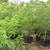 Big Tree Nursery 15 thumbnail
