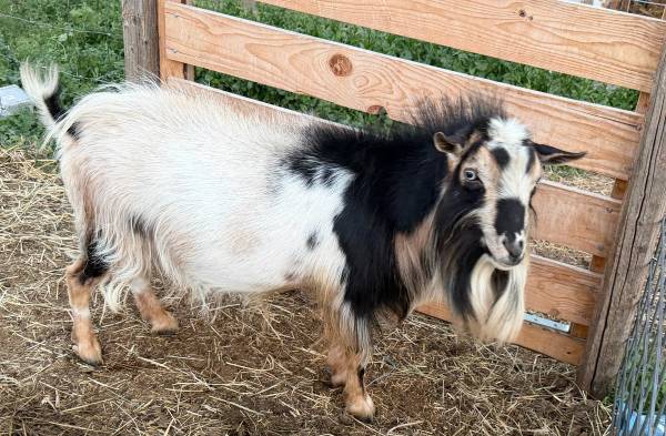 Nigerian Dwarf Buck 1