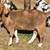 Boer goat does 8 thumbnail