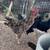 Young rooster 5 thumbnail