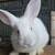 Rabbits 5 thumbnail