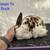Mini Rex Rabbits 2 thumbnail