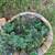 Raspberry and Strawberry plants 2 thumbnail