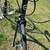 Scattante Three Thirty Road Bicycle 6 thumbnail