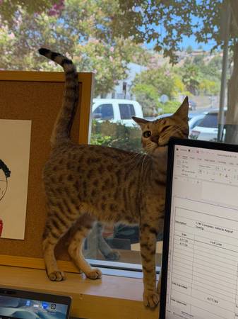 Missing Cat - Cleo511679705918351363