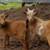 Nigerian Dwarf and Mini Lamacha buckling goats 11 thumbnail