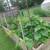 Cucumbers and some other vegetables and plants 3 thumbnail