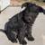 Mini Schnauzer 1 thumbnail