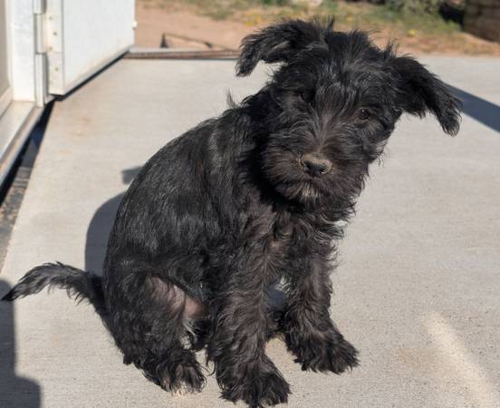 Mini Schnauzer 1