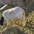 3 sheep 2 thumbnail