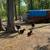 Nigerian dwarf goat does 1 thumbnail