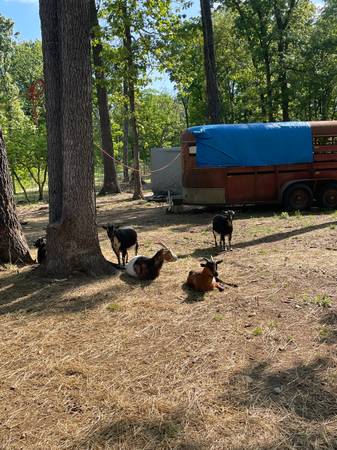 Nigerian dwarf goat does 1