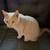 Very friendly cat 2 thumbnail