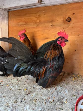 Miniature rooster kikiriki (Oxnard)63686073475073123