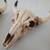 Resin Cow Skulls Wall Plaques , Brand New , Set of Three 6 thumbnail