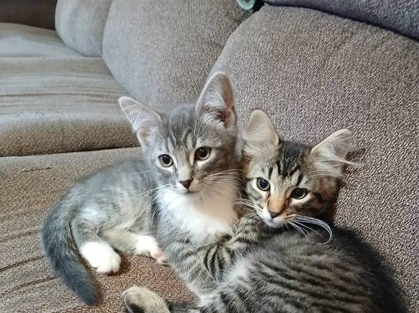 Gatitos disponibles para ser adoptados (Alvarado, MN)