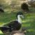 Ducks 2 thumbnail