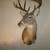 10 point white tail deer mount 5 thumbnail