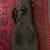 Ukulele gig bag 2 thumbnail