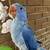 Indian Ringneck clear tails 5 thumbnail