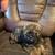 Malshipoo puppy 2 thumbnail