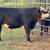 Mini baldy bull 4 thumbnail