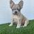 Fluffy frenchie 5 thumbnail