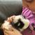 Susan - Red and White purebred Texel two-month-old guinea pig 9 thumbnail