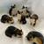 The Cat Population - Cat Figurines - I collect therefore, I have. 6 thumbnail