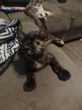 Three Beautiful Kittens Needing a Home (Midwest city)63681505945219121