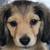 FriendlyDachshundPups 2 thumbnail