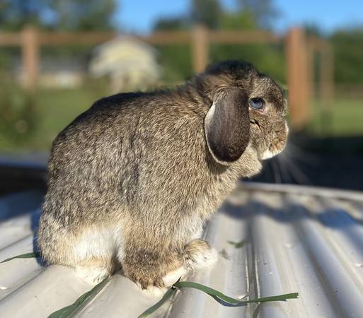 2 female Holland Lop Rabbits, hutch, feeders, waterers & feed - $125 (Snohomish)63471234887811122