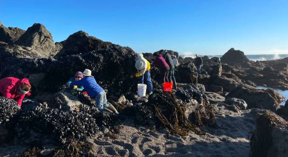 Mussel Foraging 1