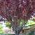 Thundercloud Purple Leaf Plum 14 thumbnail