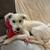 Rehoming Schnauzer 3 thumbnail