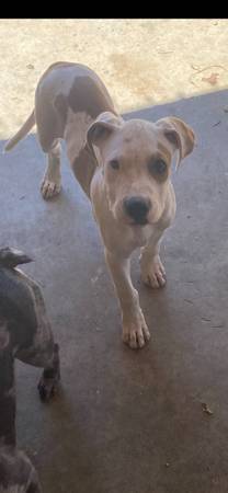 Necesito ayuda (Llano)63829967853825120
