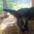 Broken Black and white New Zealand Buck DOB 6-11-25 8 thumbnail