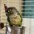 Green Cheek Conure 1 thumbnail