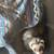 Ferrets. Two males 3 thumbnail