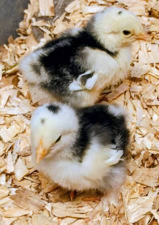 Brahma chicks-mottled, porcelain, blue salmon, lemon pyle, Isabel 1