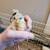 8 Lavender Orpington Mix Chicks 3 thumbnail