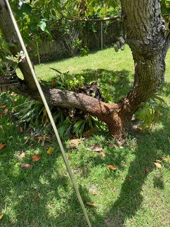 Large Staghorn 1