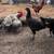 Laying hens 19 thumbnail