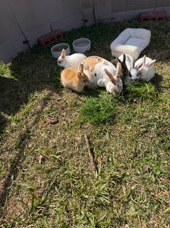 rabbits for sale 1