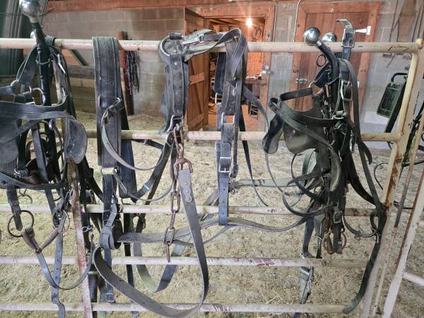 Horse Harness 1