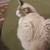 Kitten 5 thumbnail