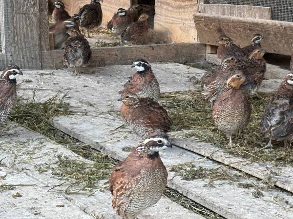 Jumbo bobwhite quail 1
