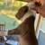Brown and White puppy pitbull (great family dog) 1 thumbnail