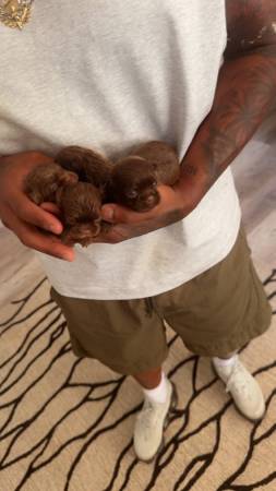 Imperial ShihTzu63670608395651124