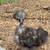 Downsizing poultry & waterfowl 3 thumbnail